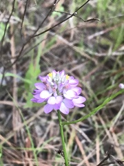 Polygala mariana