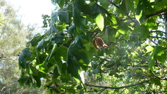 Brachychiton