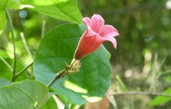 Brachychiton