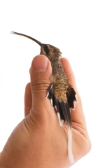 Phaethornis mexicanus