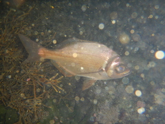 Boopsoidea inornata