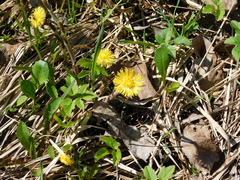 Tussilago farfara