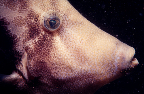 Centre board leatherjacket (Monacanthus chinensis) — Monacanthidae — 5