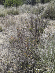 Eriogonum wrightii membranaceum