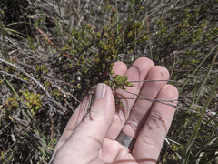 Eriogonum wrightii membranaceum