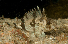 Centropogon australis