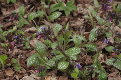 Pulmonaria saccharata