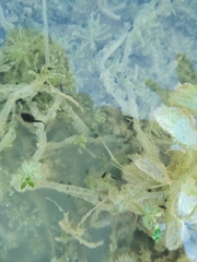 Bufotes viridis viridis