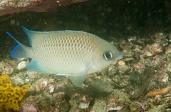 Mecaenichthys immaculatus
