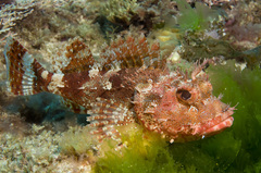 Cardinal Scorpionfish photo 3