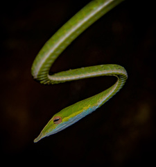 Ahaetulla