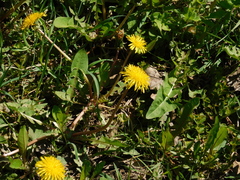 Taraxacum officinale