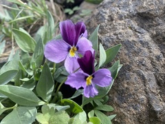 Viola trinervata