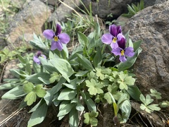 Viola trinervata