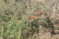 Chasmanthe aethiopica