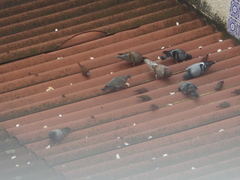 Columba livia domestica