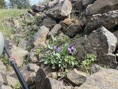 Viola trinervata
