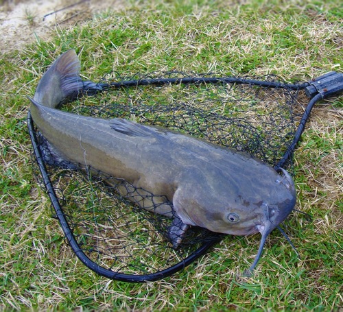Channel Catfish