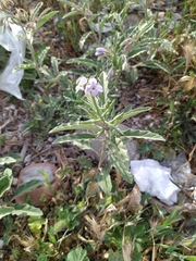 Solanum elaeagnifolium