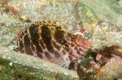 Cirrhitichthys aprinus