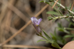 Polygala venulosa