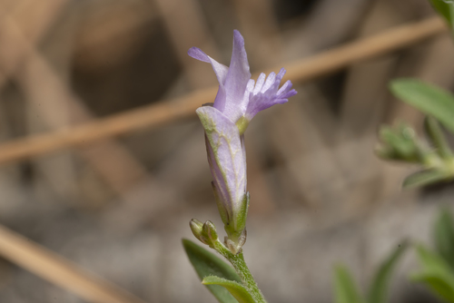 Image of Polygala venulosa by (c) Eleftherios Katsillis, some rights reserved (CC BY)