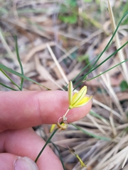 Tricoryne