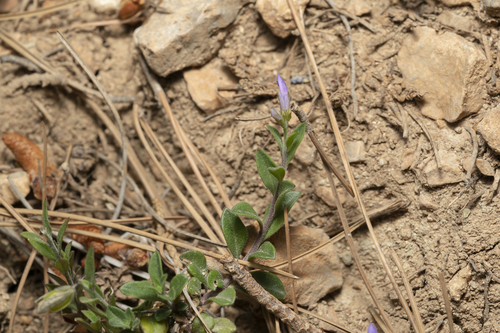 Image of Polygala venulosa by (c) Eleftherios Katsillis, some rights reserved (CC BY)