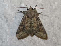 Parastichtis suspecta