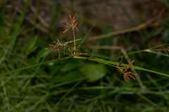 Cyperus longus tenuiflorus