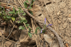 Polygala venulosa