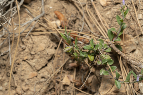 Image of Polygala venulosa by (c) Eleftherios Katsillis, some rights reserved (CC BY)