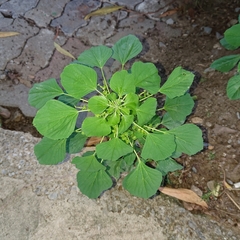 Acalypha indica