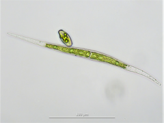 Closterium aciculare
