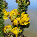 Heady Capegorse - Photo (c) Peter Swart, some rights reserved (CC BY-NC), uploaded by Peter Swart