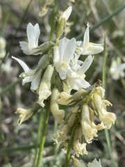 Astragalus leibergii