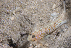 Istigobius hoesei