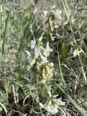 Astragalus leibergii