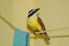 Pitangus sulphuratus