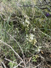 Astragalus leibergii