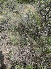Astragalus leibergii