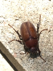 Phyllophaga crinita