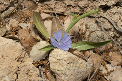 Cichorium pumilum