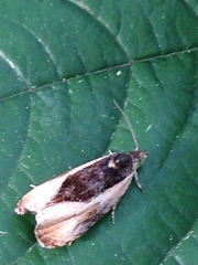 Olethreutes nigranum