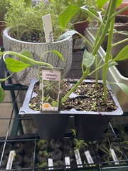 Capsicum annuum annuum