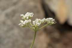 Tordylium pestalozzae