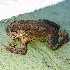 Duttaphrynus melanostictus