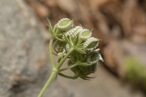 Image of Tordylium pestalozzae by (c) Eleftherios Katsillis, some rights reserved (CC BY)
