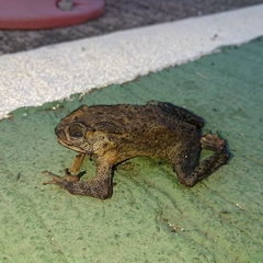 Duttaphrynus melanostictus