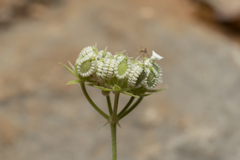 Tordylium pestalozzae